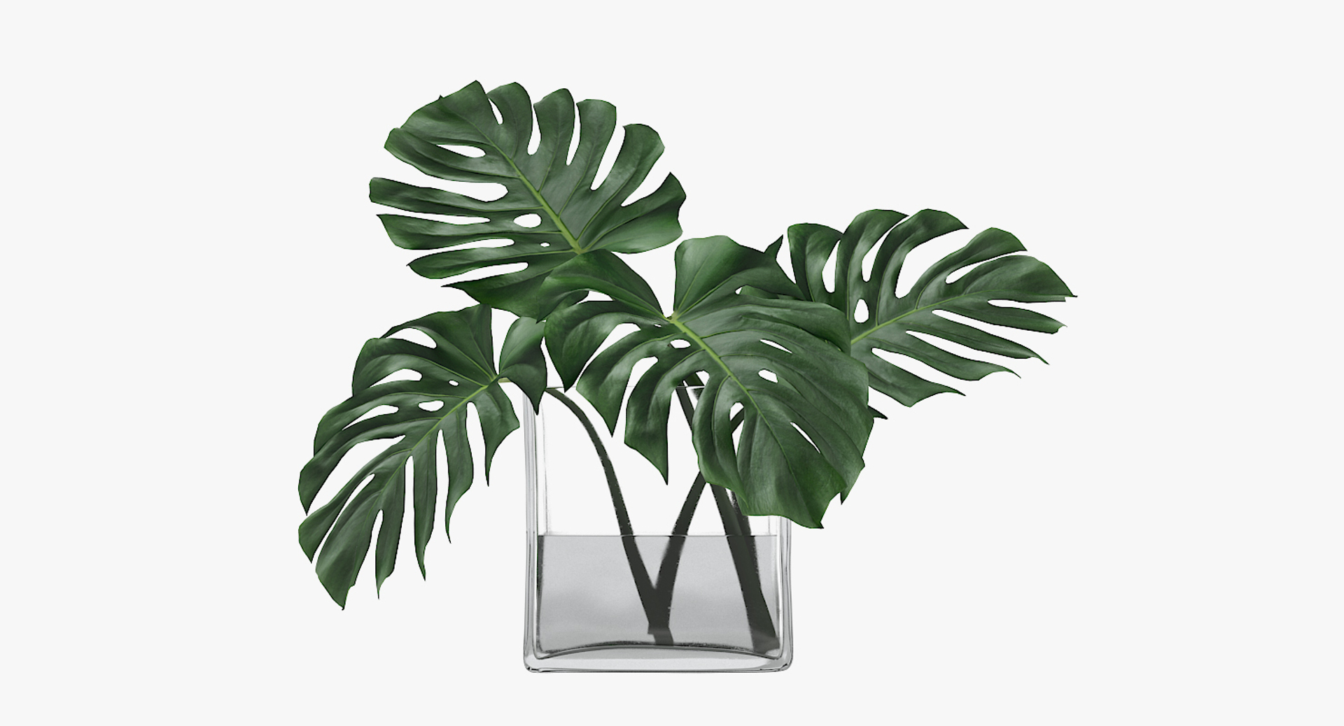3D monstera leaves model https://p.turbosquid.com/ts-thumb/3v/cLn8Ns/pOFPgnI0/my_turntable/jpg/1525315399/1920x1080/turn_fit_q99/ff0a17a69f9dcdf32d190665a4d021efc7f9df84/my_turntable-1.jpg