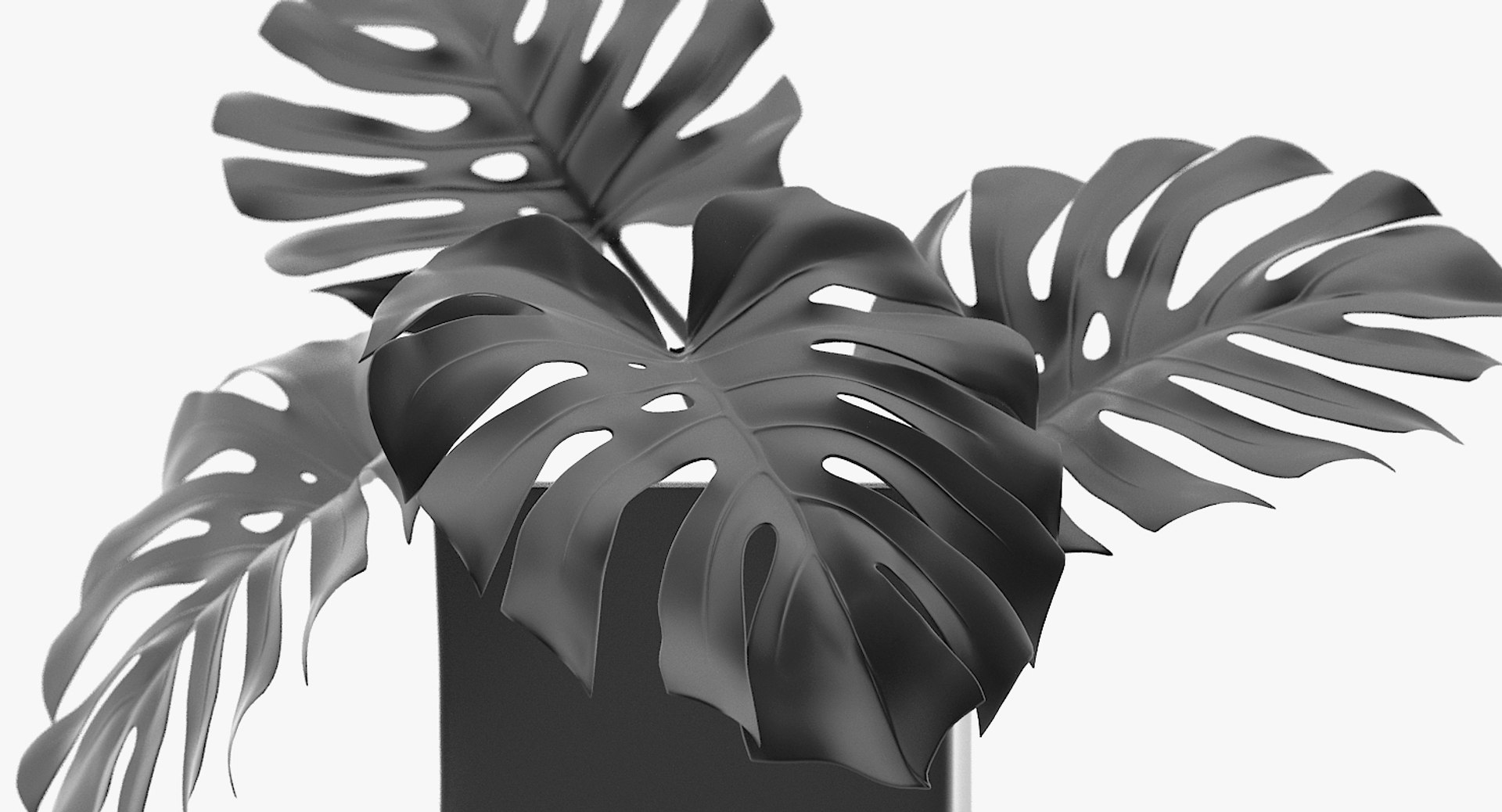 3D monstera leaves model https://p.turbosquid.com/ts-thumb/3v/cLn8Ns/peu2zCZn/4a/jpg/1525315309/1920x1080/fit_q87/85c3b1ca0821bdf019f35db64f292c1f9a5cf374/4a.jpg
