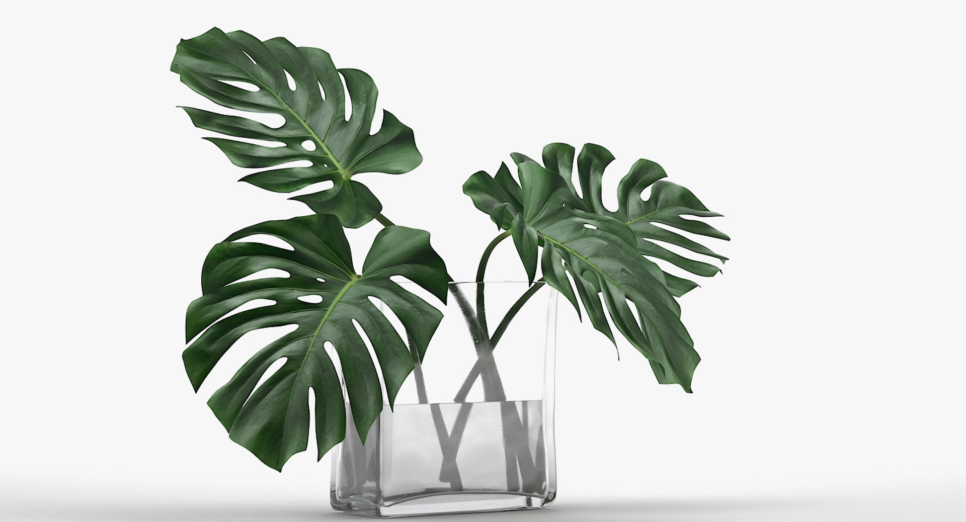 3D monstera leaves model https://p.turbosquid.com/ts-thumb/3v/cLn8Ns/rKjtSJvx/5/jpg/1525315309/1920x1080/fit_q87/f0ba9b21d712fafbffcca6356b4394d10c733fab/5.jpg