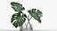 Monstera Leaves 009