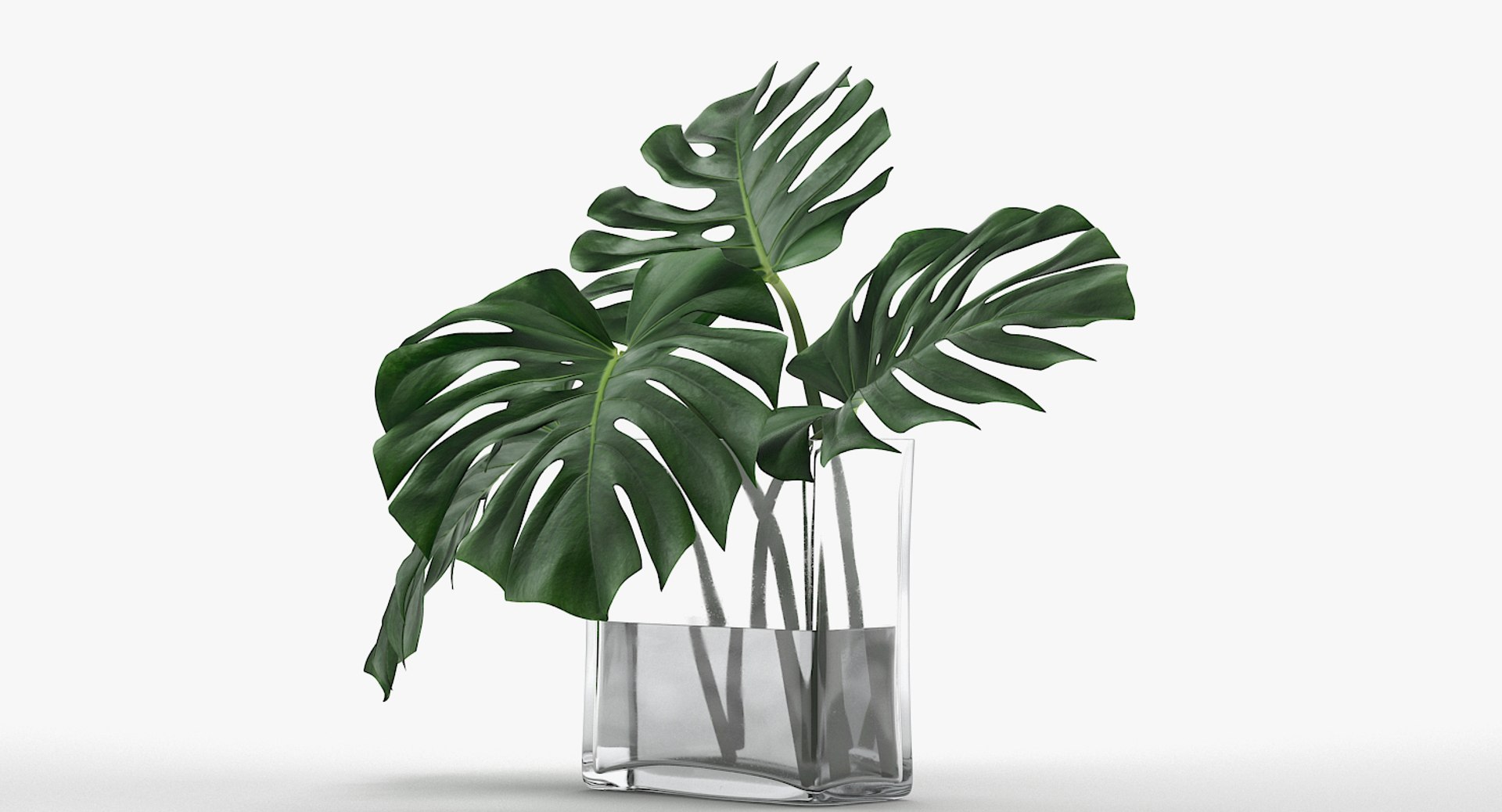 3D monstera leaves model https://p.turbosquid.com/ts-thumb/3v/cLn8Ns/w6LimV78/6/jpg/1525315309/1920x1080/fit_q87/fb75a4c2e75c91de8cb4a015b6d4b849dca12d27/6.jpg