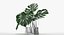 Monstera Leaves 009