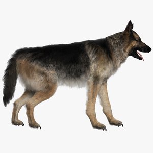 Shepherd (Rigged)(1)