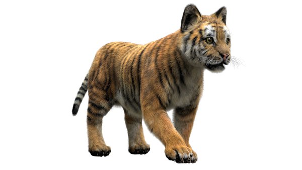 Tigre deitado Modelo 3D - TurboSquid 1272200