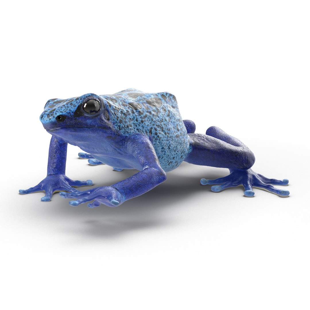 Poison Dart Frog Rigged