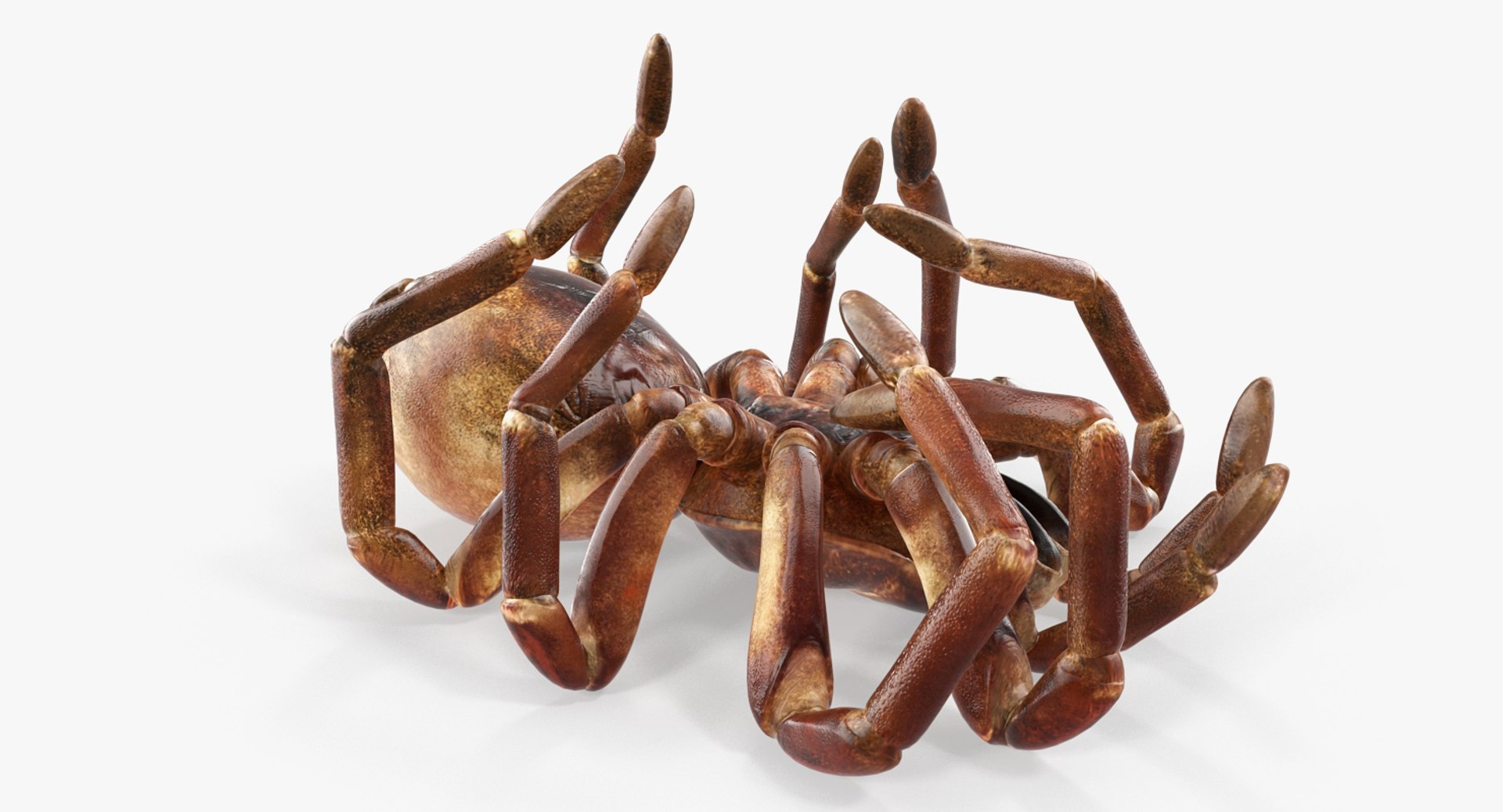 3D Model Goliath Birdeater Dead Pose - TurboSquid 1256240