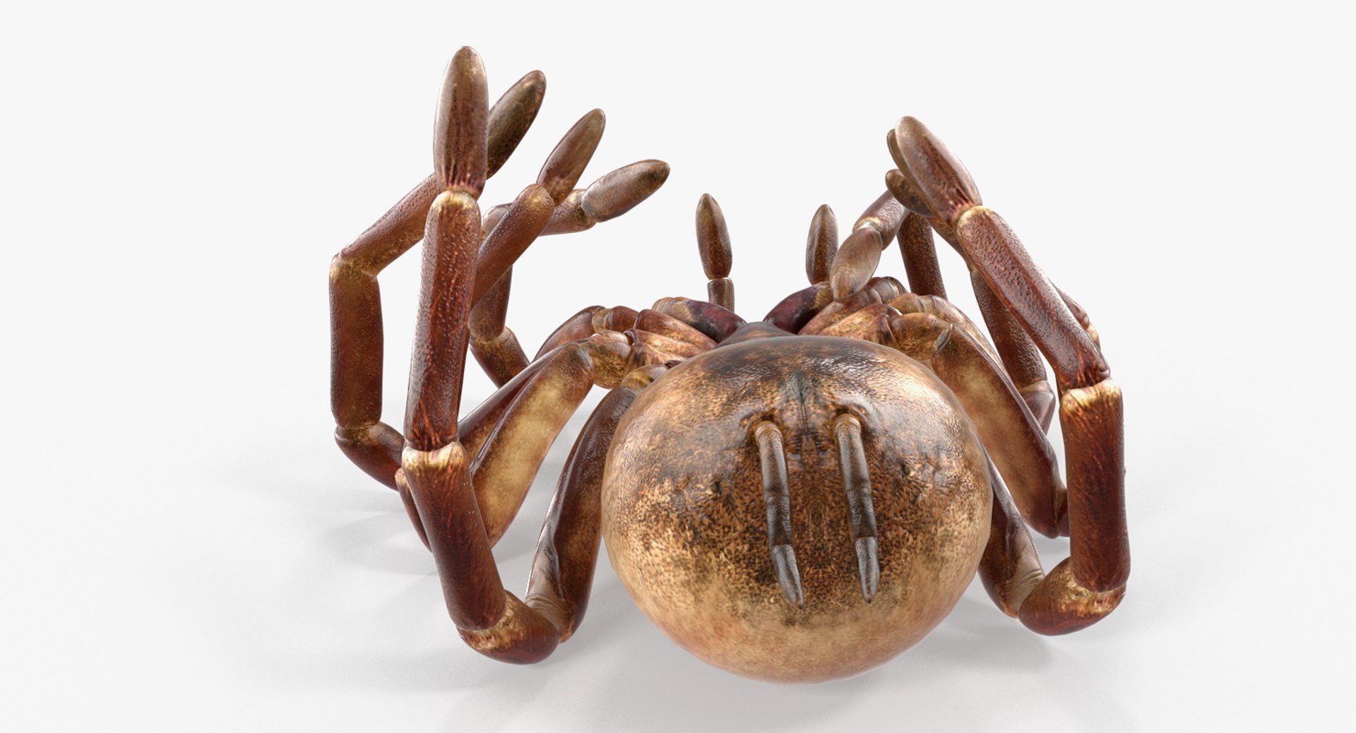 3D Model Goliath Birdeater Dead Pose - TurboSquid 1256240