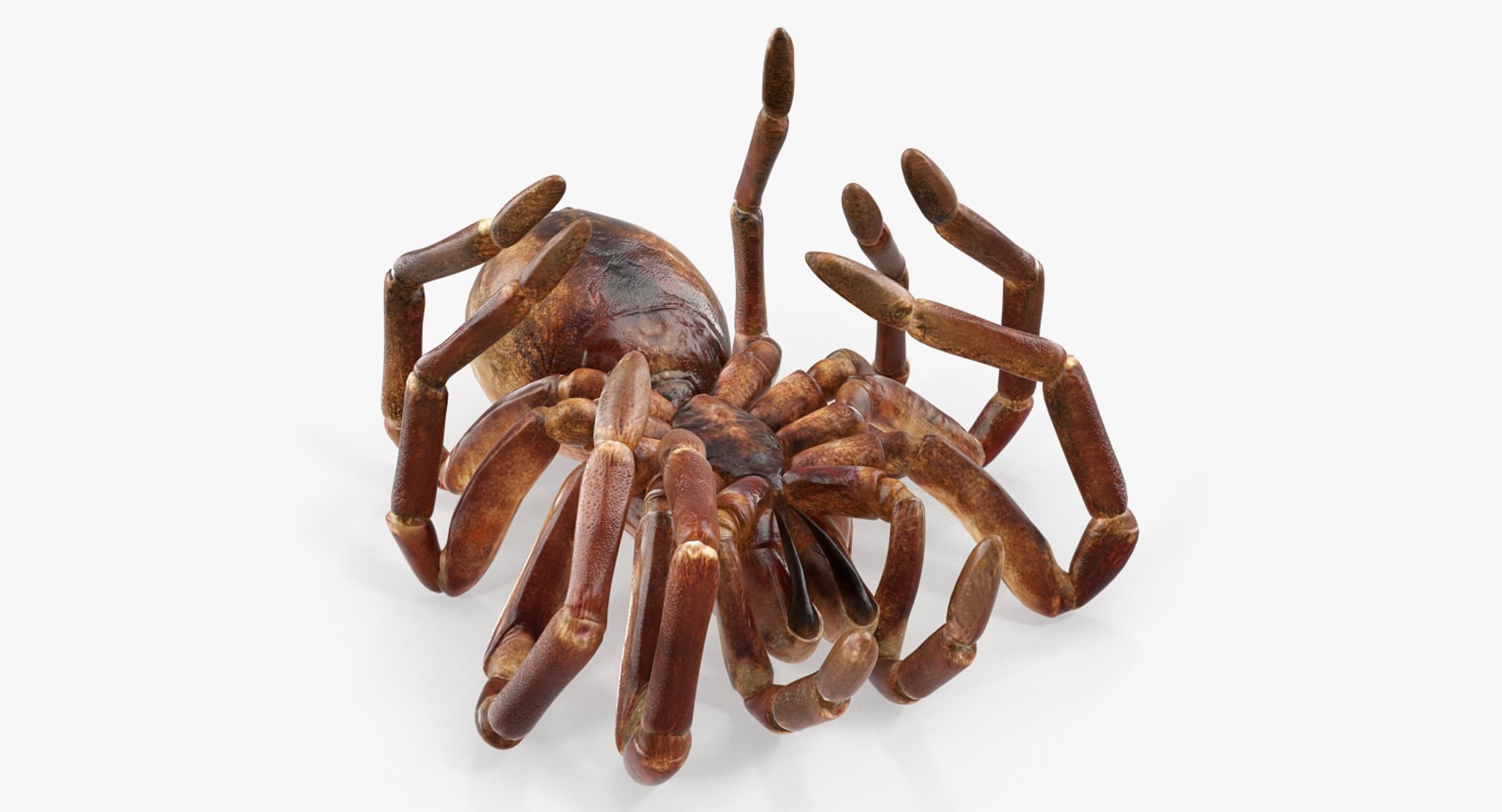 Goliath Birdeater Dead Pose 3D Model 3D model preview