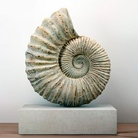 Large Ammonite Mounted on a Limestone Base