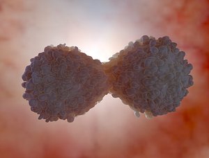 cancer cell division 3D