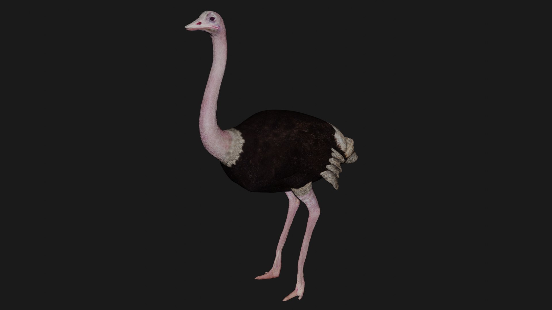 Ostrich Rigged 3D Model - TurboSquid 1661442