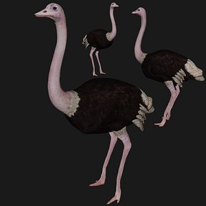 ostrich rigged 3D model