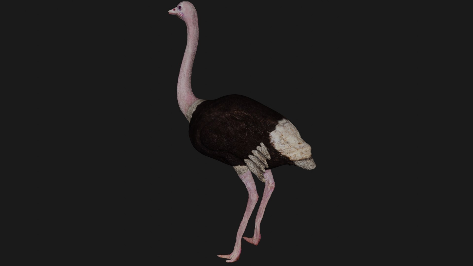 Ostrich Rigged 3D Model - TurboSquid 1661442