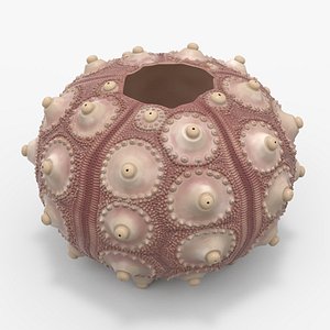 Decorative Pink Sputnik Sea Urchin Shell