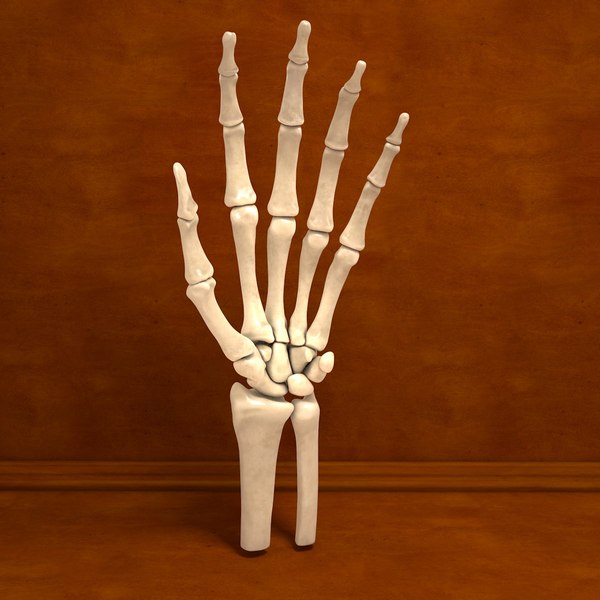 Model Human Hand  Bones 
