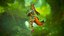 Forest and Night Kitsune