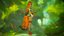 Forest and Night Kitsune