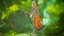 Forest and Night Kitsune