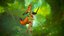 Forest and Night Kitsune