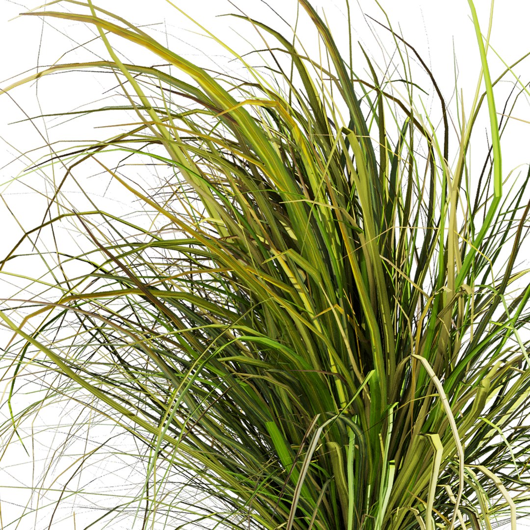 3D plant vol 1005 - Cymbopogon - Citratus - West - Indian - Lemon - Grass model https://p.turbosquid.com/ts-thumb/3w/VJxYLP/U0/4/jpg/1788356881/1920x1080/fit_q87/929753287784326679a0f73291a7a8bf81f5277c/4.jpg