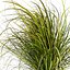 pianta vol 1005 - Cymbopogon - Citratus - Erba - Indiana occidentale - Limone
