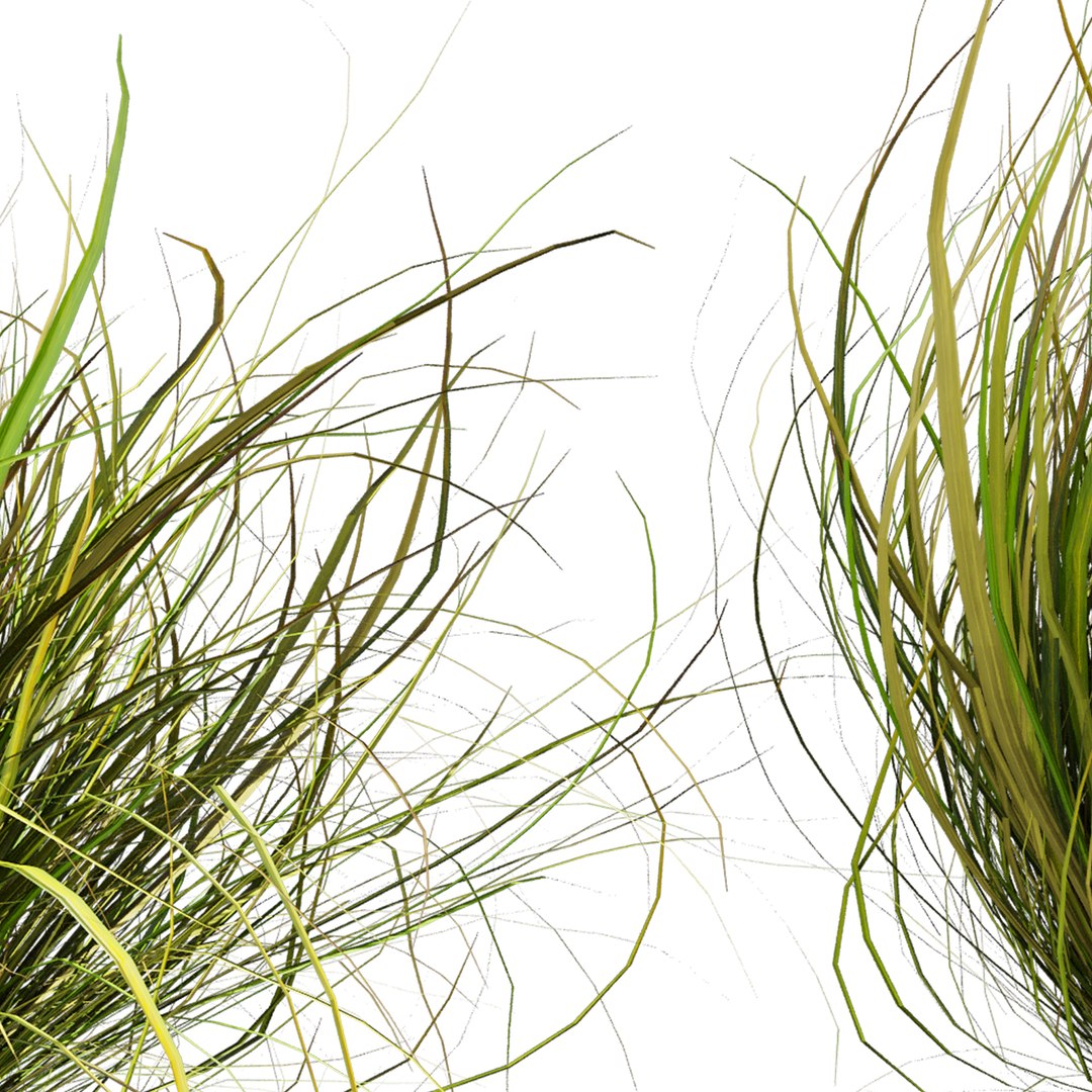 3D plant vol 1005 - Cymbopogon - Citratus - West - Indian - Lemon - Grass model https://p.turbosquid.com/ts-thumb/3w/VJxYLP/Vc/5/jpg/1788356881/1920x1080/fit_q87/486be573a95a857ed9e4c9148a5e6000e59506a4/5.jpg