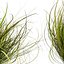 pianta vol 1005 - Cymbopogon - Citratus - Erba - Indiana occidentale - Limone