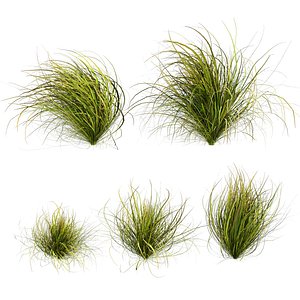 3D plant vol 1005 - Cymbopogon - Citratus - West - Indian - Lemon - Grass model