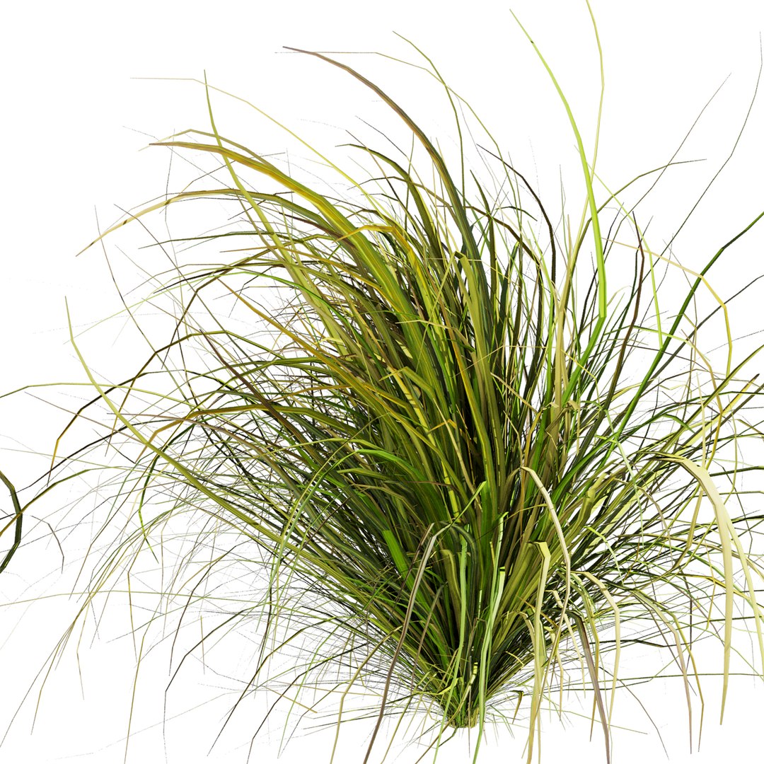 3D plant vol 1005 - Cymbopogon - Citratus - West - Indian - Lemon - Grass model https://p.turbosquid.com/ts-thumb/3w/VJxYLP/u4/2/jpg/1788356879/1920x1080/fit_q87/2681816195e6fcb04051c1e5643b7a21ae007c29/2.jpg