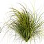 pianta vol 1005 - Cymbopogon - Citratus - Erba - Indiana occidentale - Limone
