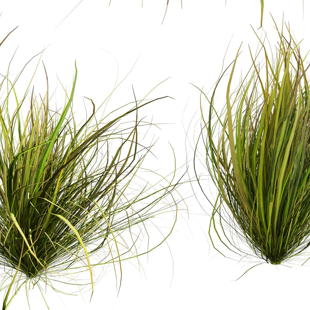 3D plant vol 1005 - Cymbopogon - Citratus - West - Indian - Lemon - Grass model https://p.turbosquid.com/ts-thumb/3w/VJxYLP/v4/3/jpg/1788356879/1920x1080/fit_q87/fd47b7b63c71d0d8986ae259367938ebf4ae1f11/3.jpg