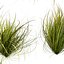 pianta vol 1005 - Cymbopogon - Citratus - Erba - Indiana occidentale - Limone