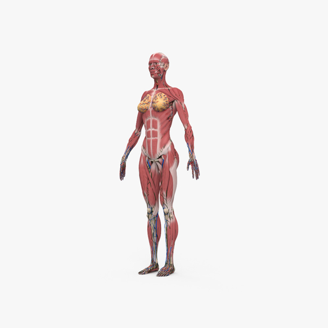 Complete Female Anatomy 3D model - TurboSquid 1743712