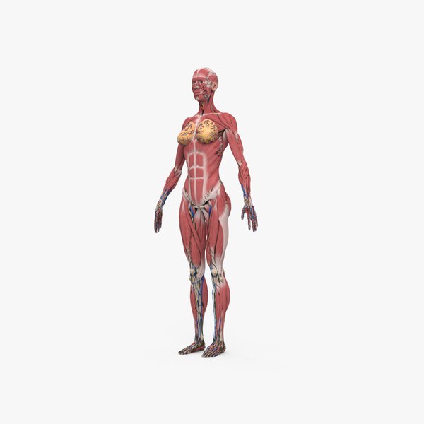 Complete Female Anatomy 3D model TurboSquid 1743712