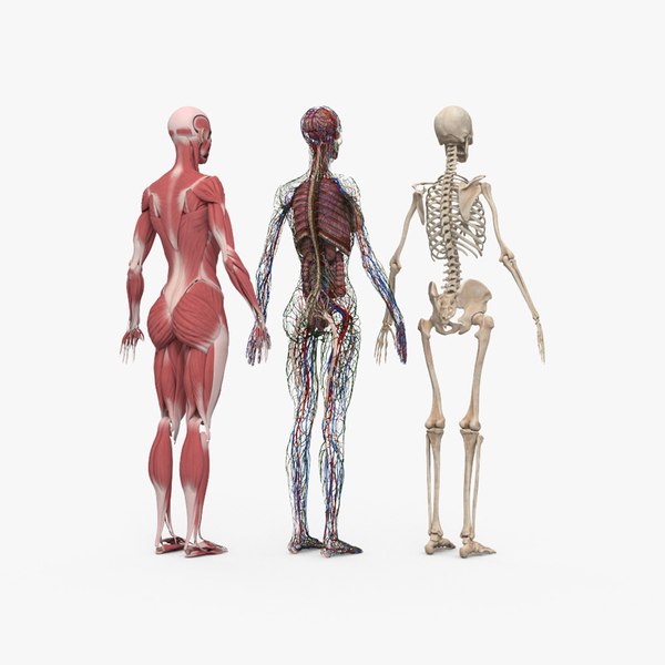 Complete Female Anatomy 3D model TurboSquid 1743712