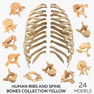3D Human Ribs and Spine Bones Collection Yellow - 24 models model