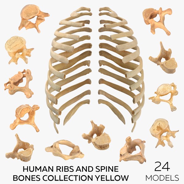 Rib Cage OBJ Models for Download | TurboSquid