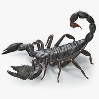 Black Emperor Scorpion Rigged Xgen