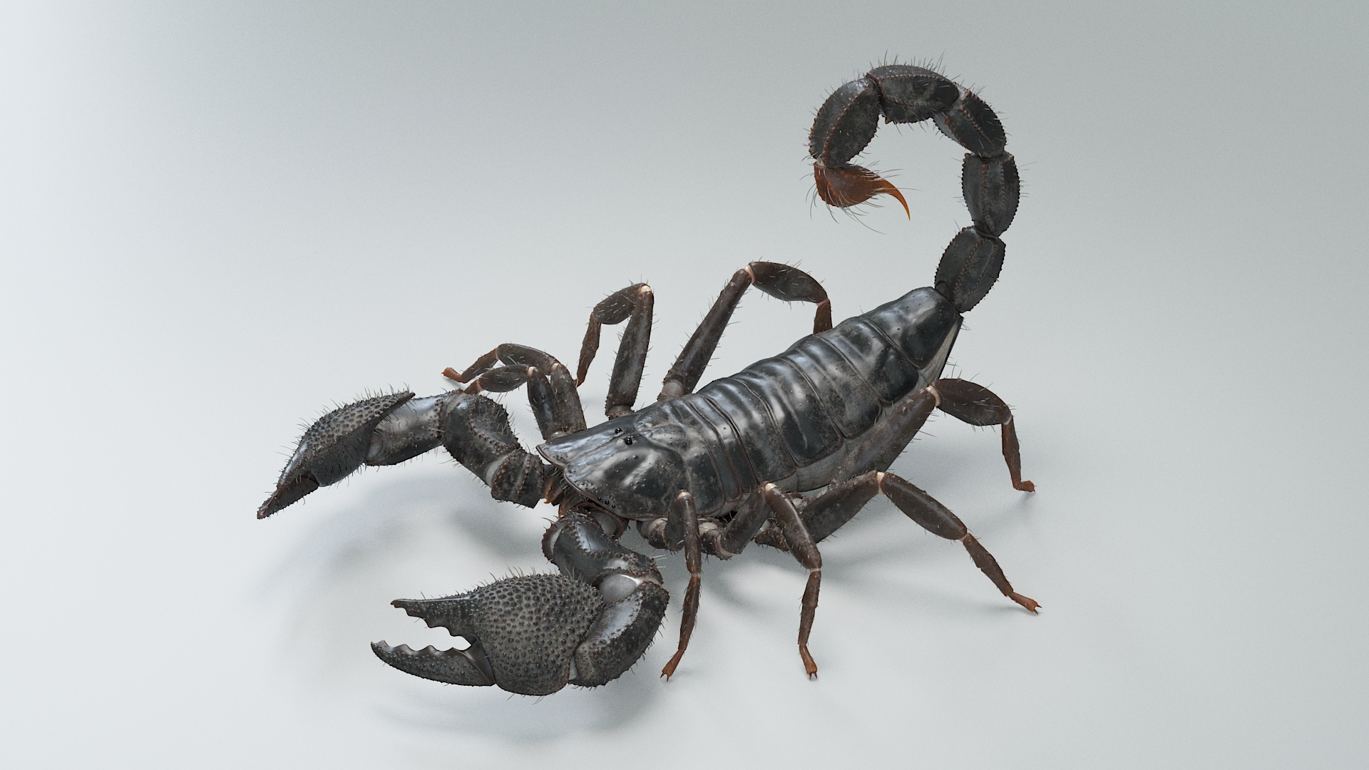 Black Emperor Scorpion Rigged 3D model https://p.turbosquid.com/ts-thumb/3x/NK1EXU/XS/blackemperorriggedtba/jpg/1708417438/1920x1080/turn_fit_q99/84a3fe8620bd6a31b662d4c6e9afe5b4a7ed346e/blackemperorriggedtba-1.jpg