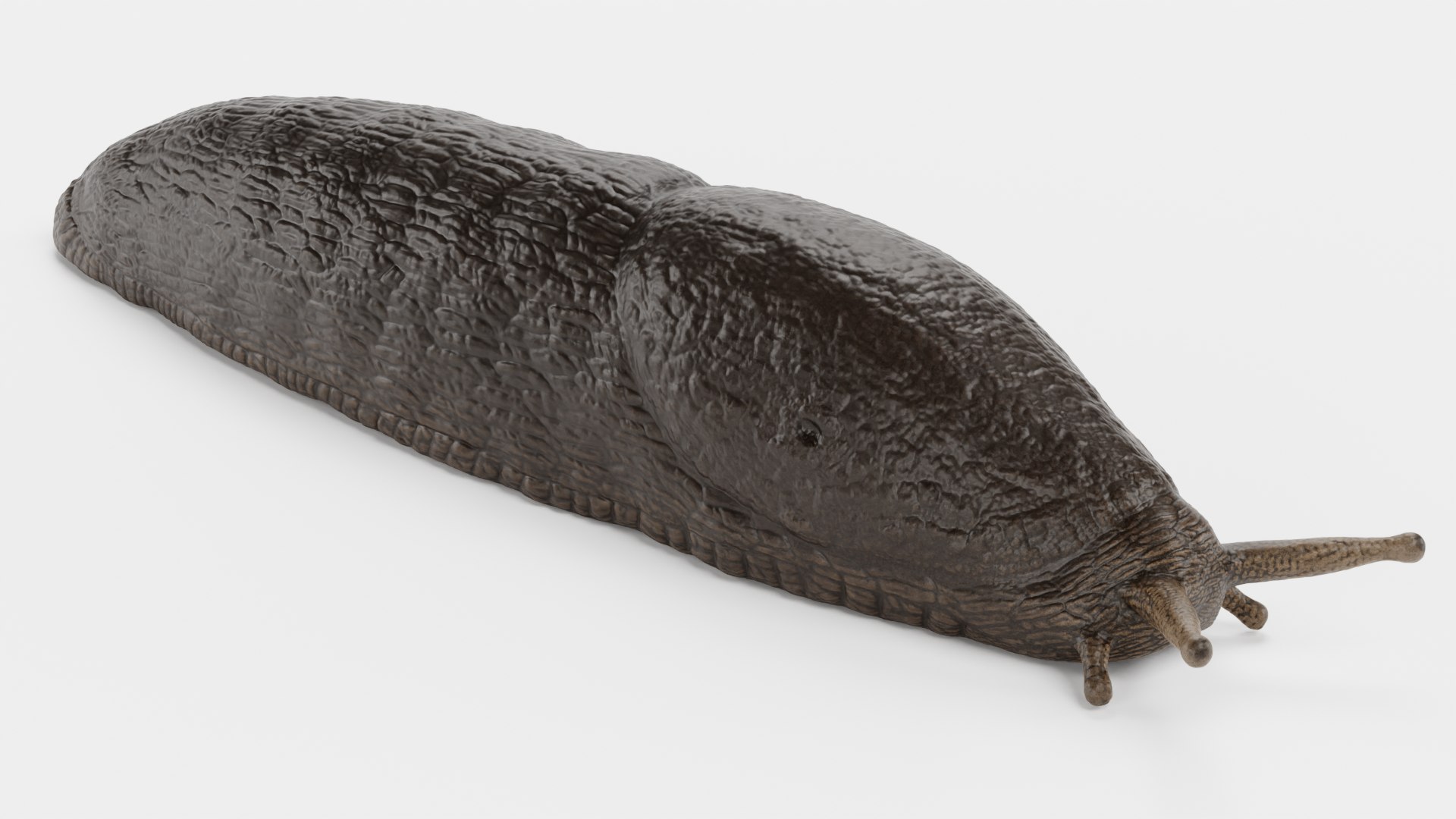 3D Black Slug Model - TurboSquid 1771363