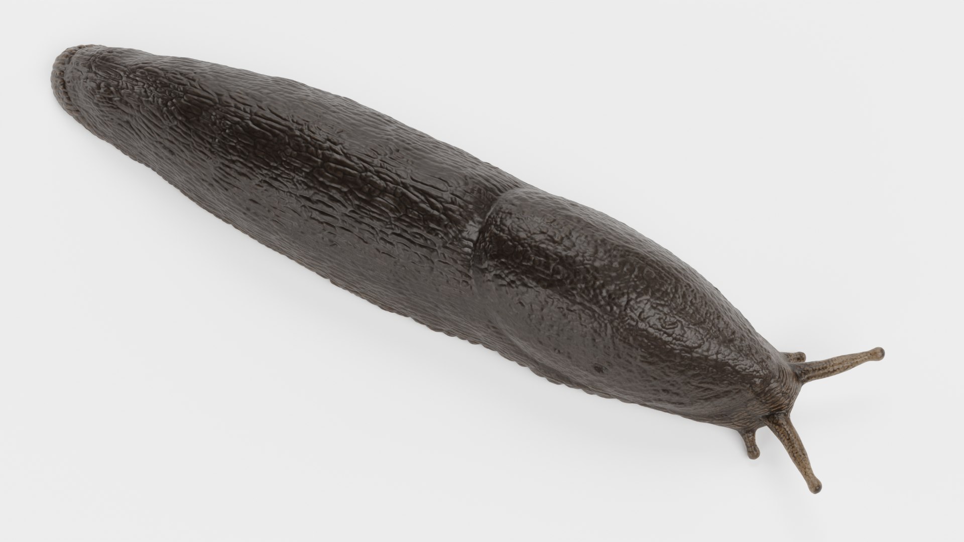 3D Black Slug Model - TurboSquid 1771363