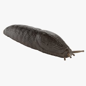 3D Black Slug model