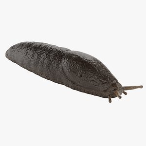 Black Slug