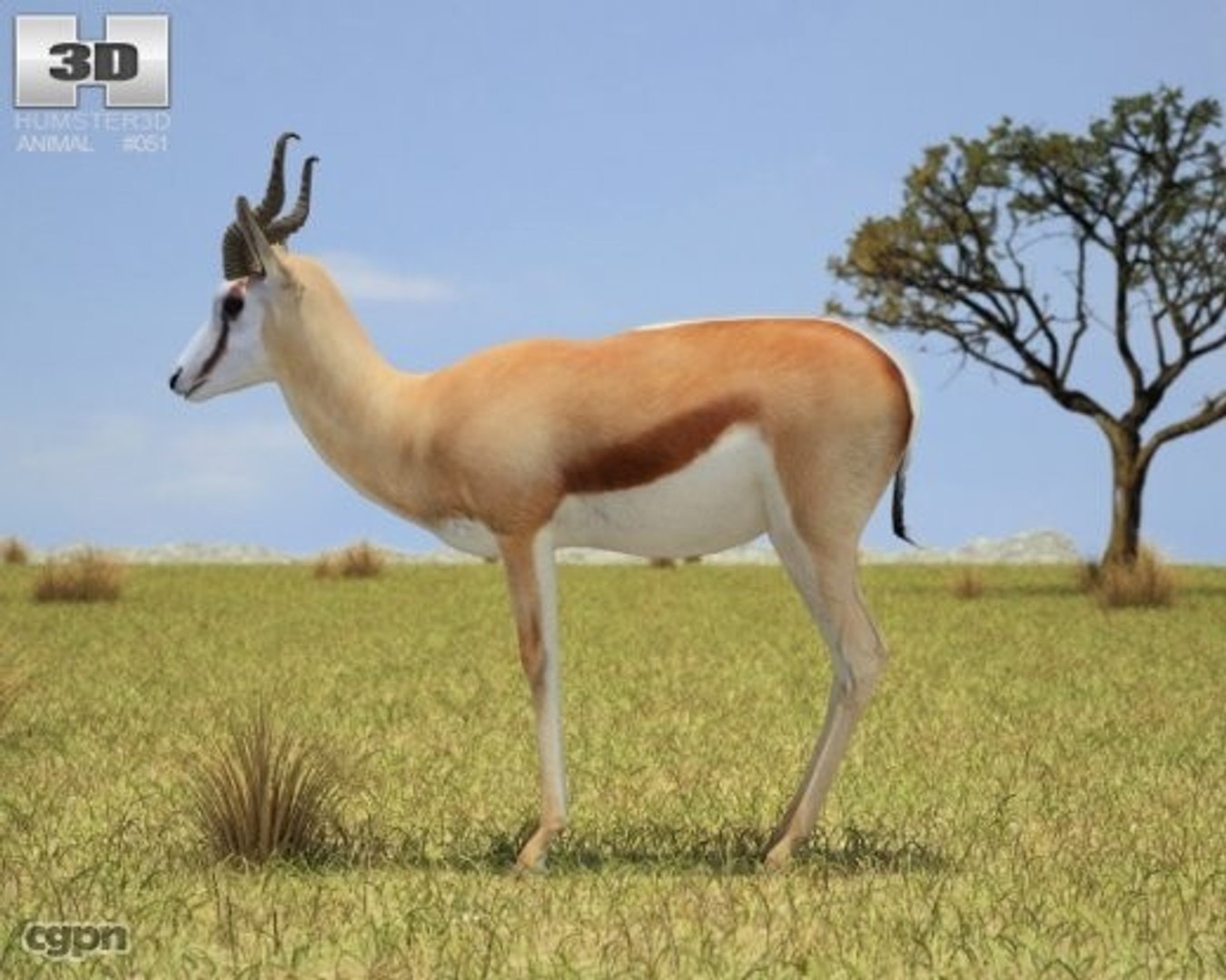 Antidorcas Marsupialis Springbok 3d Model