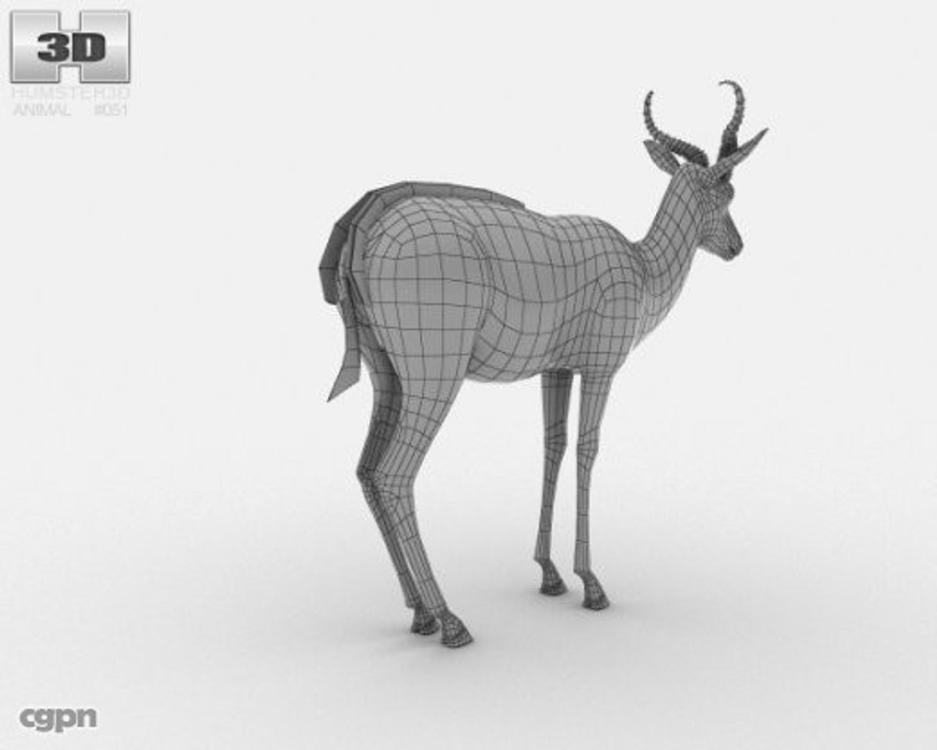 Antidorcas Marsupialis Springbok 3d Model