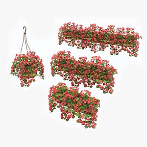 pelargonium box 3d model