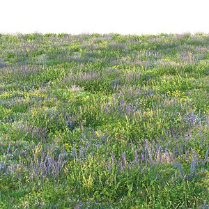 3D model Blooming meadow grass 3
