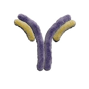 covid-19 antibody 3D model