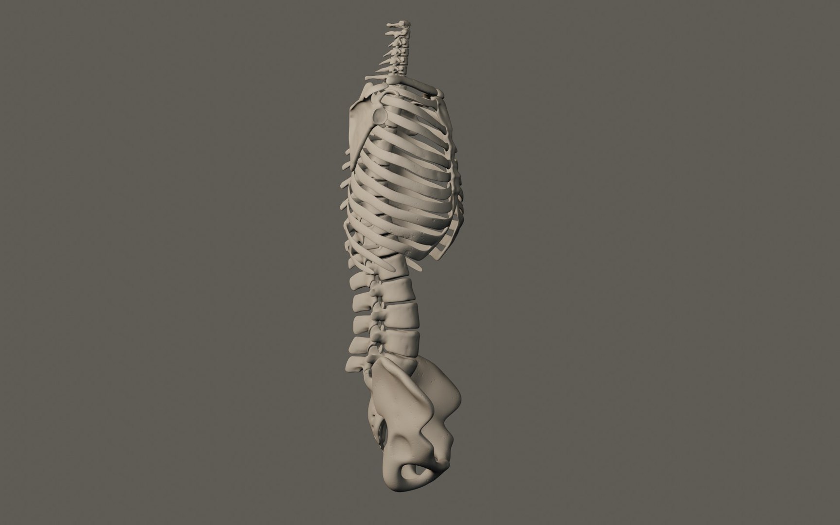 3D Human Torso Bones - TurboSquid 1803466