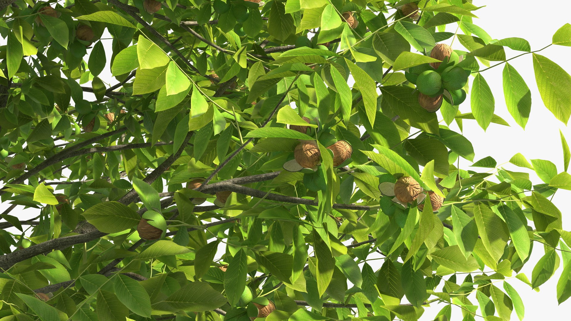 walnut tree ripe nuts 3D model https://p.turbosquid.com/ts-thumb/3x/vULpey/0e/walnuttreewithripenutsc4dmodel014/jpg/1614616888/1920x1080/fit_q87/7ec8c298f001abd933bdb7cb240f19c921d36727/walnuttreewithripenutsc4dmodel014.jpg
